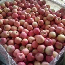 山東農副產品購銷中心 連接田野與餐桌的綠色橋梁